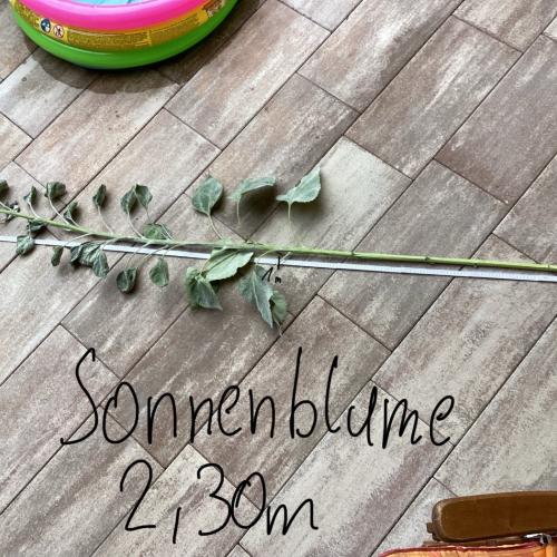 Sonnenblume_2025