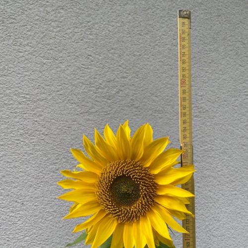 Sonnenblume_2025