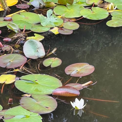 Biodiversität_Hirschenbad