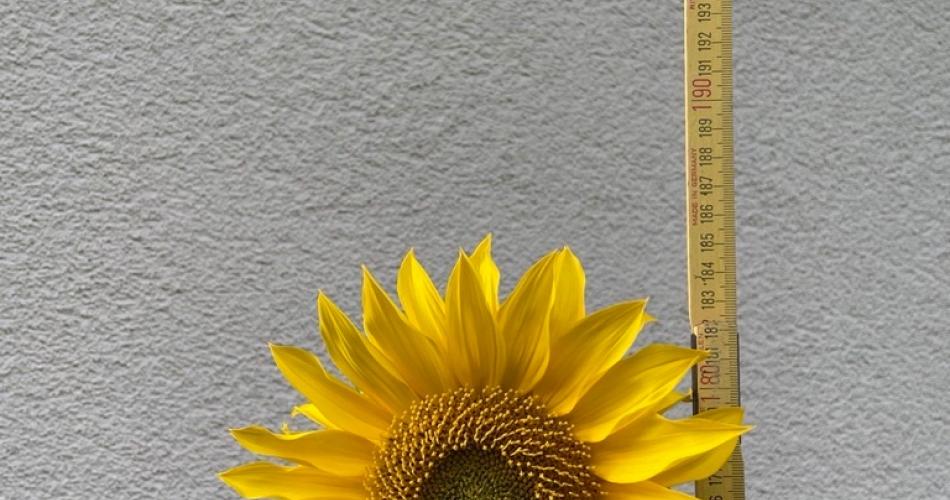 Sonnenblume_2025