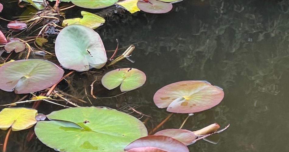 Biodiversität_Hirschenbad